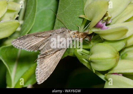 Gezackter Ambush Bug, Phymata sp., ernährt sich von gefangener Gray Looper Moth, Rachiplusia ou, von grünem Milkweed, Asclepias viridis Stockfoto