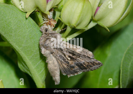 Gezackter Ambush Bug, Phymata sp., ernährt sich von gefangener Gray Looper Moth, Rachiplusia ou, von grünem Milkweed, Asclepias viridis Stockfoto