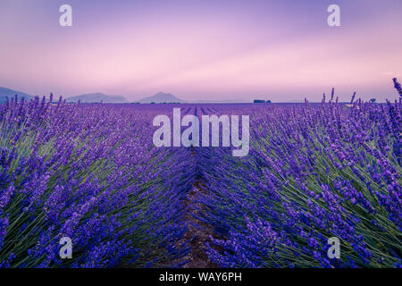 Bereich der Lavendel im Süden Frankreichs Stockfoto