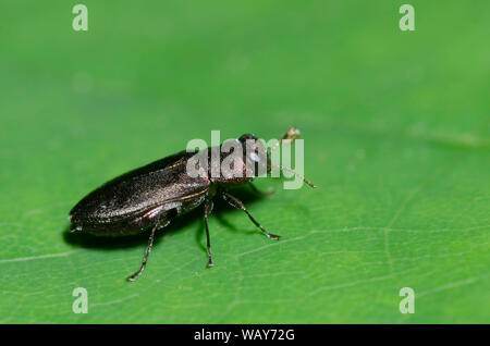 Metallische Holz - langweilige Käfer, Anthaxia sp. Stockfoto