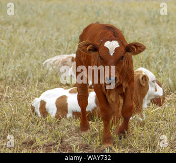 Braun Kalb, baby Kuh mit anderen Kälbern in Paddock Stockfoto