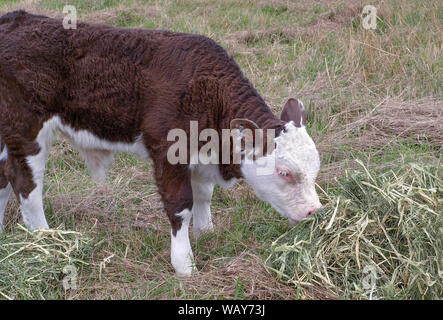 Braune und weiße Hereford Kalb Heu Essen Stockfoto