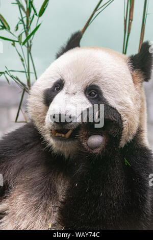 Panda (Ailuropoda lalage), Kopf hoch, Bambus Essen Stockfoto