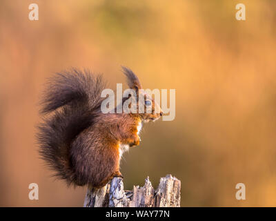 Eichhörnchen (Sciurus vulgaris) sitzen auf Trunk während Tier sucht Aufmerksam gegen grosse, helle braun Herbst Hintergrund mit viel copyspace Stockfoto
