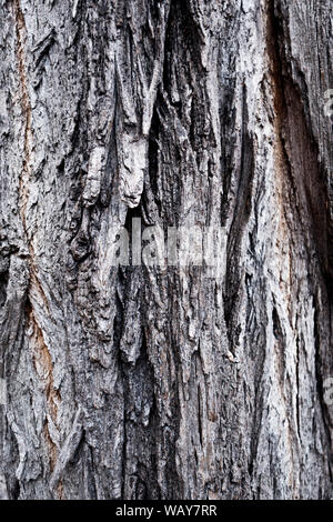 Nahaufnahme Detail einer Birke Baumrinde Stockfoto