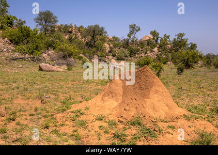 Termite Damm in der Nähe von Koppie im Krüger Nationalpark, Südafrika Stockfoto