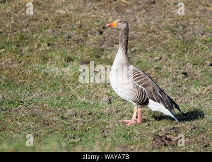 Auf der neuen Scottish Tourist 200 Route, Stirlingshire, Großbritannien, werden kanadische Gänse gesehen, die eine Pause auf der Seite der Straße machen. Kredit: Colin Fisher/Alamy Live News. Stockfoto