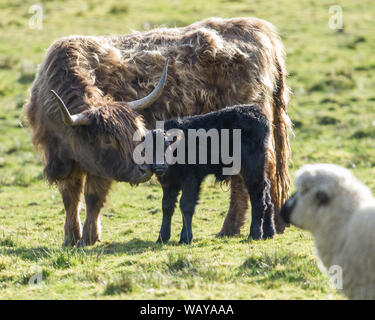 Eine Mutter aus Highland Cow sah, wie sie sich zu ihrem neuen geborenen Kalb neigt. Kredit: Colin Fisher/Alamy Live News. Stockfoto