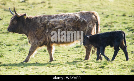 Eine Mutter aus Highland Cow sah, wie sie sich zu ihrem neuen geborenen Kalb neigt. Kredit: Colin Fisher/Alamy Live News. Stockfoto