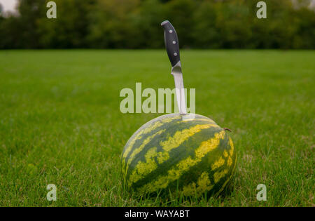 Große Wassermelone helle rote Scheibe Wassermelone auf grünem Gras in einem Wald auf die Natur im Sommer liegen auf dem Feld stripe Kugel Stockfoto