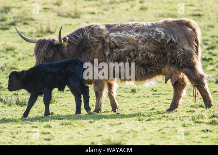 Eine Mutter aus Highland Cow sah, wie sie sich zu ihrem neuen geborenen Kalb neigt. Kredit: Colin Fisher/Alamy Live News. Stockfoto