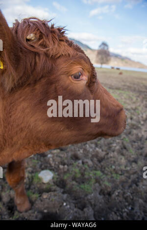 Kühe auf einer Farm in Stirlingshire gesehen. Kredit: Colin Fisher/Alamy Live News. Stockfoto