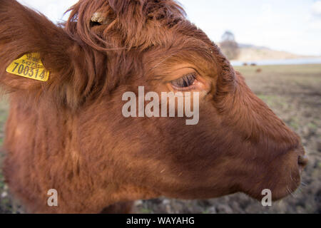 Kühe auf einer Farm in Stirlingshire gesehen. Kredit: Colin Fisher/Alamy Live News. Stockfoto