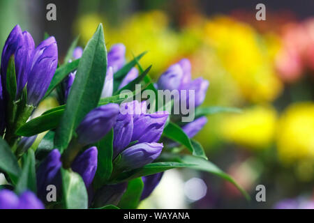 Extreme einen Strauß mit frischen alstroemeria Blumen schließen, geschlossenen Knospen auf einen unscharfen Hintergrund einer Flower Shop Stockfoto