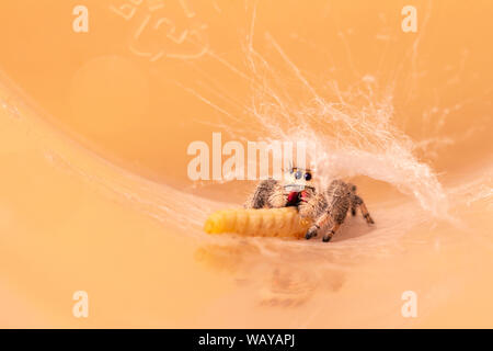 Regal Jumping Spider (Phidippus regius) Stockfoto