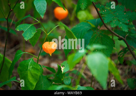 In der Nähe von Orange fezalis Blumen auf grüne Zweige auf unscharfen Wald Hintergrund, selektiver Fokus Stockfoto