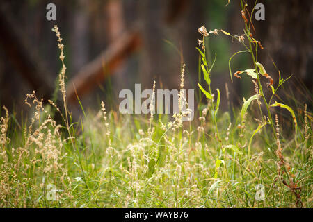 Nahaufnahme von ährchen mit Samen auf einem unscharfen Hintergrund von Gras Wiese, selektiver Fokus Stockfoto