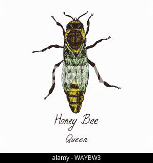 Honey Bee Queen (weiblich) Zeichnung, hochwertige Vintage graviert Farbe Abbildung: Stil, Hand gezeichnet Doodle, Skizze mit Beschriftung Stockfoto