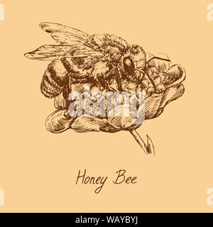 Honey Bee Arbeiter Pollen sammeln auf Blume, Zeichnung, hochwertige vintage Illustrationsstils graviert, Hand gezeichnet Doodle, Skizze mit inscriptoion Stockfoto