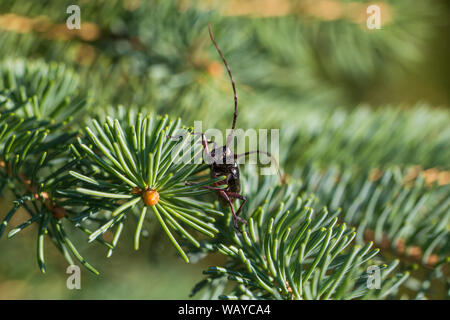 Weiß getupftem Sawyer oder fichte Sawyer (Monochamus scutellatus) Stockfoto