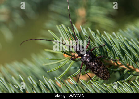 Weiß getupftem Sawyer oder fichte Sawyer (Monochamus scutellatus) Stockfoto