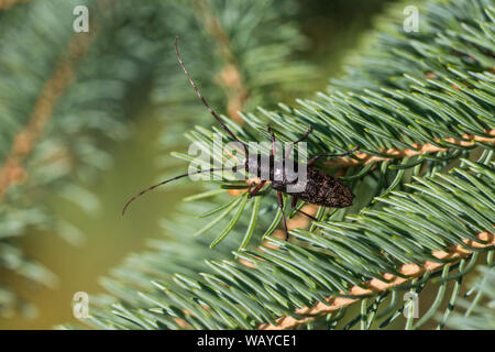 Weiß getupftem Sawyer oder fichte Sawyer (Monochamus scutellatus) Stockfoto