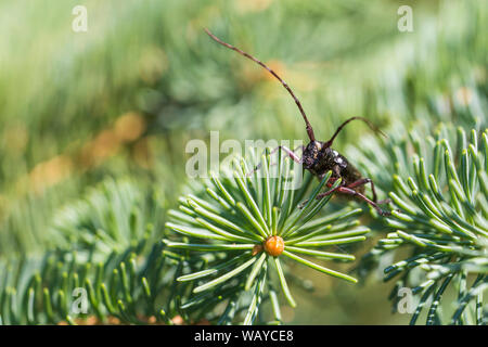 Weiß getupftem Sawyer oder fichte Sawyer (Monochamus scutellatus) Stockfoto