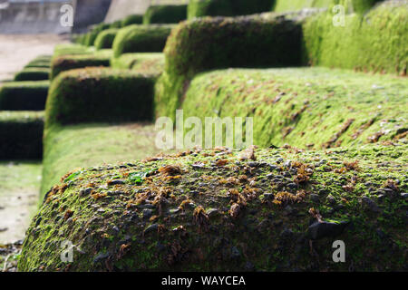 See Defense Wand am Strand von Eyemouth, einer kleinen Gemeinde im Berwickshire, Schottland Stockfoto