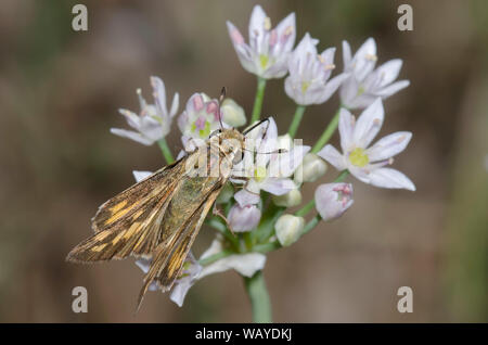 Fiery Skipper, Hylephila phyleus, weiblichen nectaring aus Wiese Knoblauch, Allium canadense Stockfoto