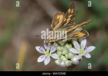 Fiery Skipper, Hylephila phyleus, weiblichen nectaring aus Wiese Knoblauch, Allium canadense Stockfoto
