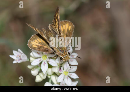 Fiery Skipper, Hylephila phyleus, weiblichen nectaring aus Wiese Knoblauch, Allium canadense Stockfoto