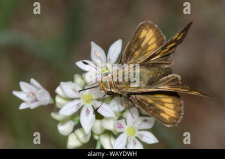 Fiery Skipper, Hylephila phyleus, weiblichen nectaring aus Wiese Knoblauch, Allium canadense Stockfoto