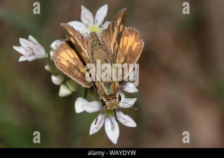 Fiery Skipper, Hylephila phyleus, weiblichen nectaring aus Wiese Knoblauch, Allium canadense Stockfoto
