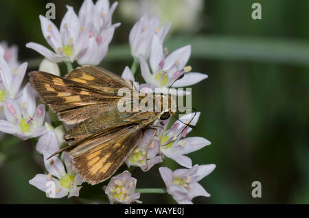 Fiery Skipper, Hylephila phyleus, weiblichen nectaring aus Wiese Knoblauch, Allium canadense Stockfoto