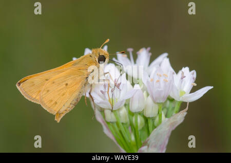 Fiery Skipper, Hylephila phyleus, männliche nectaring aus Wiese Knoblauch, Allium canadense Stockfoto