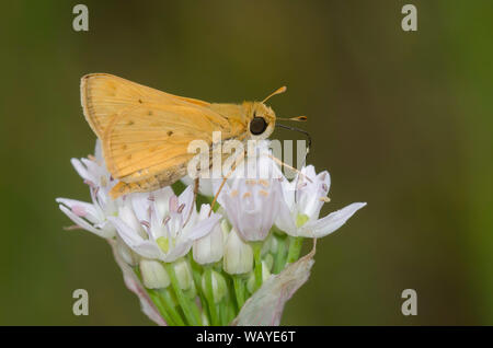 Fiery Skipper, Hylephila phyleus, männliche nectaring aus Wiese Knoblauch, Allium canadense Stockfoto