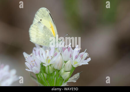 Zierliche Schwefel, Nathalis iole, nectaring aus Wiese Knoblauch, Allium canadense Stockfoto