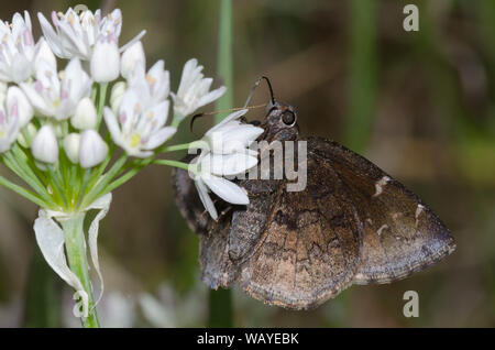 Northern Cloudywing, Cecropterus pylades, Weibchen-Nektaring von Meadow Garlic, Allium canadense Stockfoto