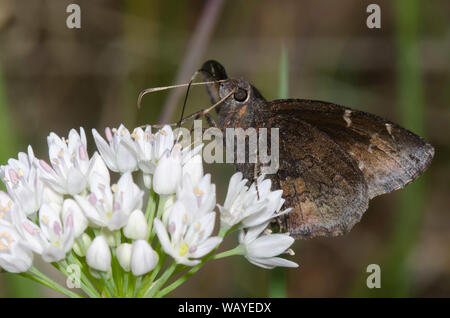 Northern Cloudywing, Cecropterus pylades, Weibchen-Nektaring von Meadow Garlic, Allium canadense Stockfoto