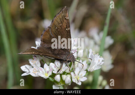 Northern Cloudywing, Cecropterus pylades, Weibchen-Nektaring von Meadow Garlic, Allium canadense Stockfoto