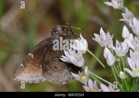 Northern Cloudywing, Cecropterus pylades, Weibchen-Nektaring von Meadow Garlic, Allium canadense Stockfoto