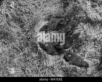 Fünf niedlichen Entenküken auf Gras in Schwarz und Weiß. Hintergrund Bild Konzept. Stockfoto