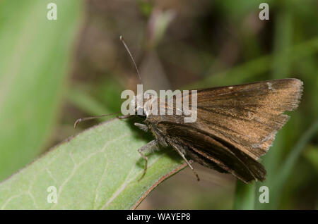 Confuses Cloudywing, Cecropterus confusis Stockfoto