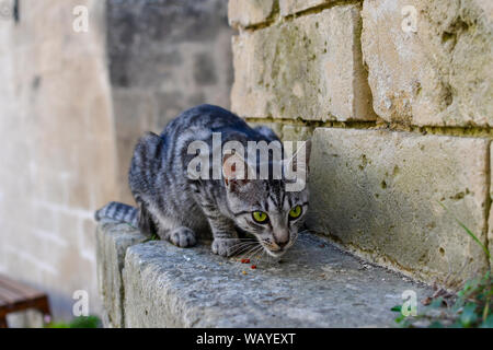 Ein Silber, Schwarz und Weiß, Bengalen Typ streunende Katze Katze mit wunderschönen grünen Augen, sitzt auf einem Felsvorsprung und frisst Trockenfutter in der mittelalterlichen Stadt Matera, Italien Stockfoto