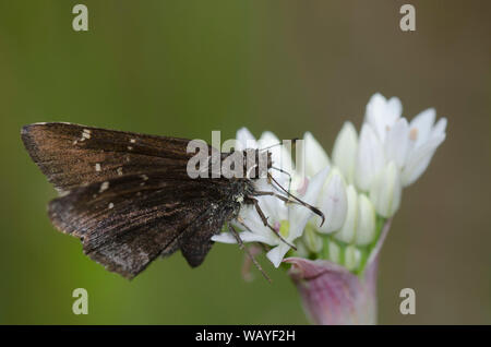 Outis Skipper, Cogia nectaring aus Wiese outis, Knoblauch, Allium canadense Stockfoto