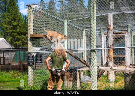 Ein Zoologe arbeitet mit einem Lynx in einem Käfig an der Katze Schwänze zoologischen Park in der Nähe von Spokane, Washington. Stockfoto