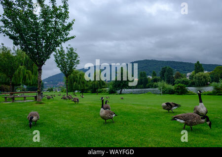 Kanadagänse (Branta canadensis) Beweidung in Neckarwiese Park in Heidelberg, Neckar im Hintergrund Stockfoto