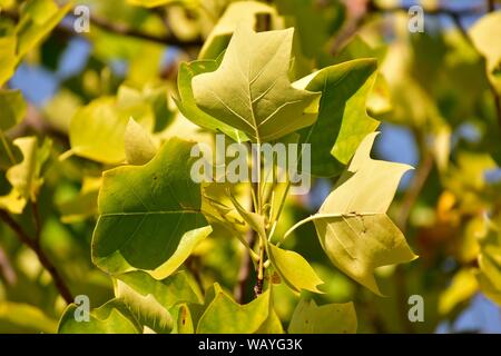 Blätter von einem amerikanischen Tulpenbaum (Liriodendron tulipifera). Stockfoto