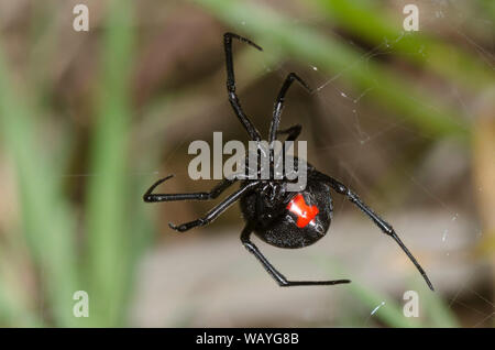 Südlichen Schwarzen Witwe Latrodectus mactans, Erstellen von Webanwendungen Stockfoto