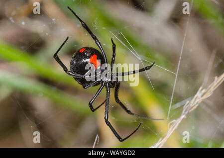 Südlichen Schwarzen Witwe Latrodectus mactans, Erstellen von Webanwendungen Stockfoto